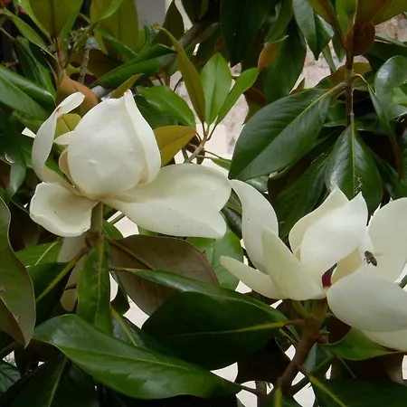 La Metairie Le Bosc